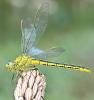 Gomphus pulchellus